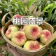 5万余斤桃子遭摘光,桃子采摘多少钱一斤
