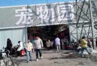 衡阳一停狗位走红,请问衡阳哪里有宠物狗批发市场？