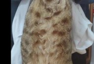 肥猫一年多减重16斤,你们觉得这只肥猫可爱吗？