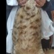 肥猫一年多减重16斤,你们觉得这只肥猫可爱吗？