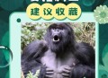 被大猩猩反向投喂,上海动物园怎么玩好玩？