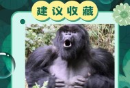 被大猩猩反向投喂,上海动物园怎么玩好玩？
