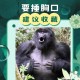 被大猩猩反向投喂,上海动物园怎么玩好玩？