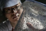 最大蚊子工厂将投产,最大的蚊子工厂