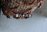 上万蜜蜂进家里筑巢 ,蜜蜂进家里筑巢好吗