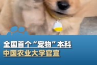 首个宠物本科专业,与宠物相关的专业一般是什么大学？就业怎么样？