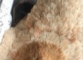美召回170万枚鸡蛋,摩尔庄园鸡暂停生产是什么意思？