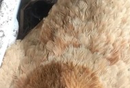 美召回170万枚鸡蛋,摩尔庄园鸡暂停生产是什么意思？