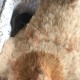 美召回170万枚鸡蛋,摩尔庄园鸡暂停生产是什么意思？