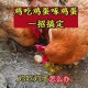 离婚被判吃掉鸡再离,母鸡下蛋后都把蛋吃了，咋办？