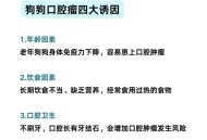 误吞勺子半年后发现,狗狗不小心吃了塑料勺子怎么办？