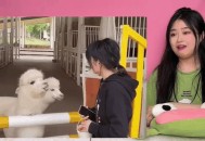 男子街头遛猪引围观,有一首歌的歌词里有一句是别人遛狗我遛猪是什么？
