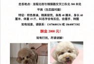 狗狗靠捡瓶存款过万,一只狗捡了一块狗头金什么电影？