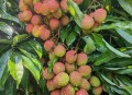 一棵树结30种荔枝,为什么荔枝在烟台市没有一棵树？