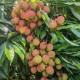 一棵树结30种荔枝,为什么荔枝在烟台市没有一棵树？