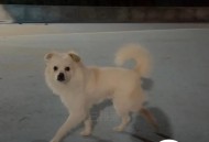 点拼好饭被骂狗饭,狗狗每次吃完都嗯嗯叫？
