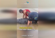 日本多条抹香鲸搁浅,抹香鲸搁浅原因？