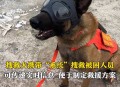 搜救犬2天2夜没吃饭,搜救犬2天2夜没吃饭会死吗