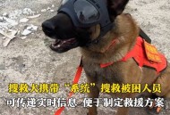 搜救犬2天2夜没吃饭,搜救犬2天2夜没吃饭会死吗