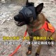 搜救犬2天2夜没吃饭,搜救犬2天2夜没吃饭会死吗