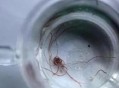 自来水中含活体虫,3一4厘米的小乌龟能换很多次水吗？