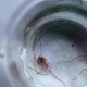 自来水中含活体虫,3一4厘米的小乌龟能换很多次水吗？