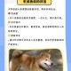 解除禁养中华田园犬,中华田园犬被取消禁养了吗？