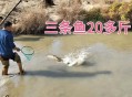 把西瓜扔鱼塘喂鱼,西瓜喂鱼的好处？