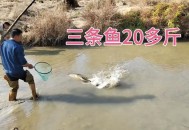 把西瓜扔鱼塘喂鱼,西瓜喂鱼的好处？