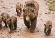 企鹅在东北集体越狱,企鹅在东北集体越狱是真的吗