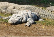 村庄现鳄鱼晒太阳,鳄鱼幻想着晒太阳民间故事？