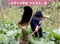 当学生面吃泔水剩饭,剩菜剩饭可以给蔬菜做肥料吗？