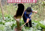 当学生面吃泔水剩饭,剩菜剩饭可以给蔬菜做肥料吗？