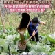 当学生面吃泔水剩饭,剩菜剩饭可以给蔬菜做肥料吗？