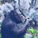 女拳击手教猩猩抽烟,你觉得大猩猩是否会像人类一样吸烟？