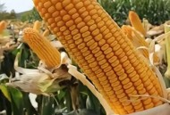 育补发放超2400万人,哪个玉米品种能高产？