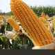 育补发放超2400万人,哪个玉米品种能高产？