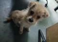 狗狗靠捡瓶存款过万,狗狗捡钱叼回了家好不好