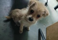 狗狗靠捡瓶存款过万,狗狗捡钱叼回了家好不好