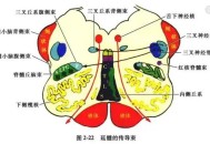 男子五脏六腑全长反,脊髓上端与什么相连？