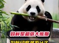 日本希望再租借熊猫,为什么要租借大熊猫？