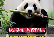 日本希望再租借熊猫,为什么要租借大熊猫？