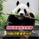 日本希望再租借熊猫,为什么要租借大熊猫？