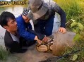 一20斤蟒蛇生吞牛犊,蟒蛇一口吞下50斤重牛犊