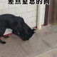 小狗被关后备箱闷死,狗在大巴行李箱会不会闷死？