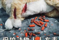 最寒酸动物好起来了,什么动物最寒酸