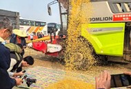 河南玉米收获季遇雨,河南玉米收获季遇雨 大学生被召回家