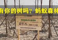 马云现身蚂蚁森林,马云的蚂蚁森林有什么用？