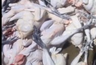 日本扑杀6000只鸡,日本捕杀鸡