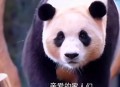 4只旅日大熊猫回国,泰国大熊猫送回国了吗？